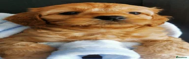Cavapoo 2