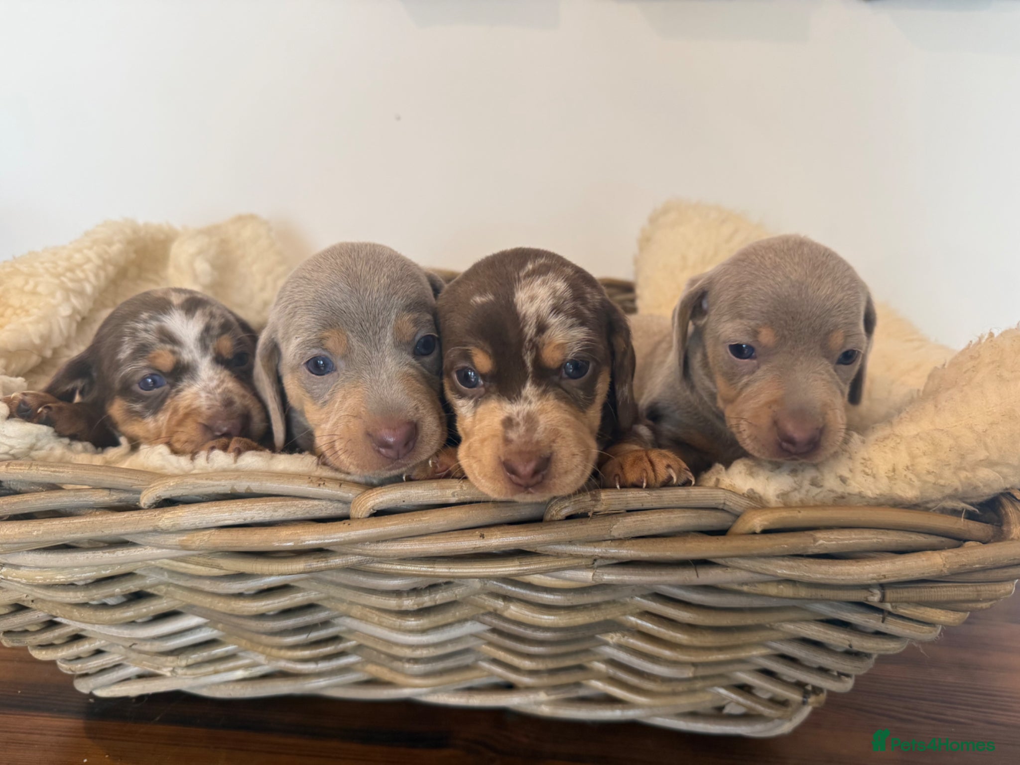 Miniature Dachshund dogs for sale: Rainbow Litter of Dachshund Babies - Advert 1