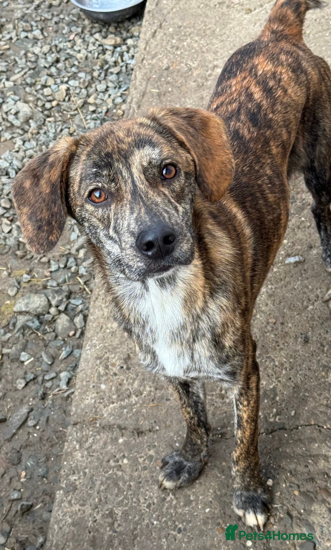 Mixed Breed dogs Gentle Ivan needs a forever home - Advert 1