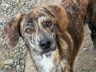 Mixed Breed dogs Gentle Ivan needs a forever home - Advert 1