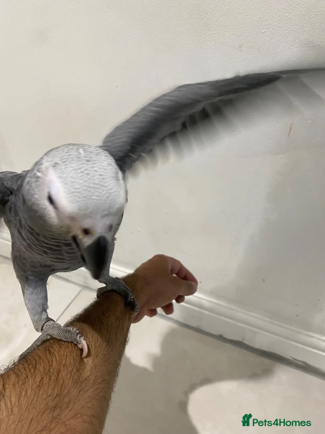 Parrots birds for sale: READY TO LEAVE Super cuddly baby greys  - Advert 2