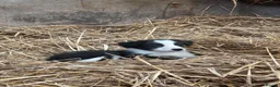 Border Collie dogs for sale: 7 collie puppies for sale  in Okehampton - Advert 26