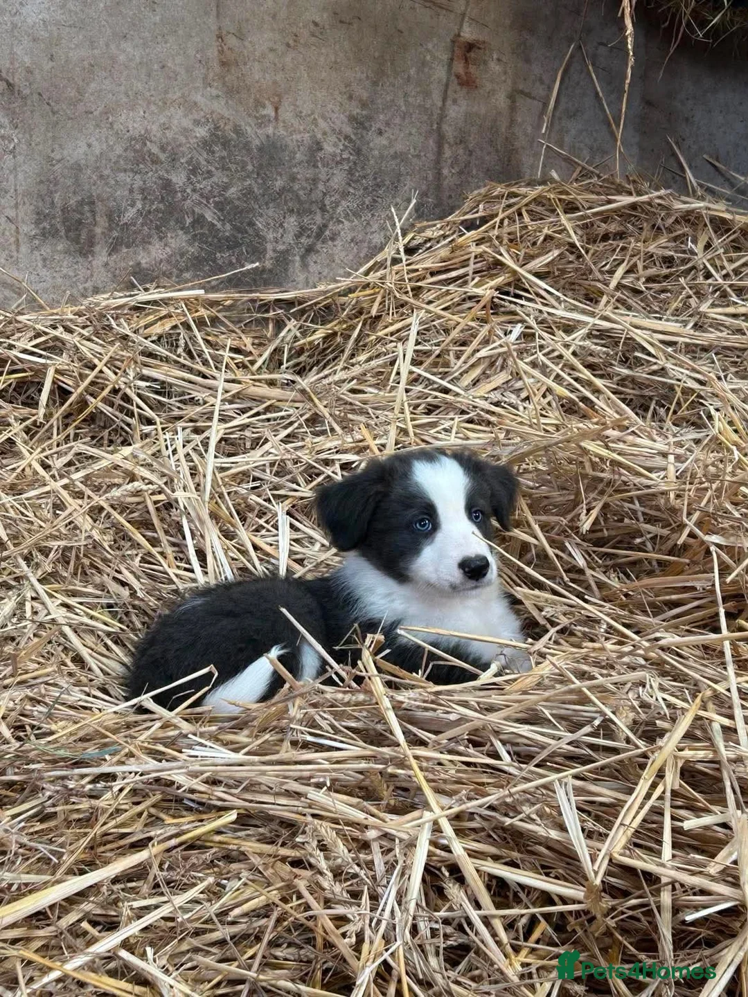Border Collie dogs for sale: 7 collie puppies for sale  in Okehampton - Advert 26