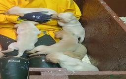 Labrador Retriever dogs for sale: Beautiful yellow/Red KC Labrador Puppies - Image 12