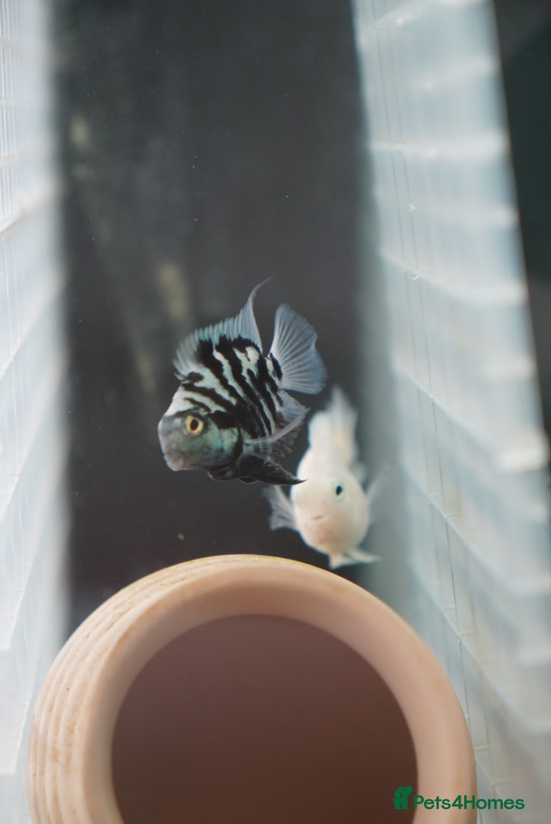 Cichlids fish for sale: Polar tiger cichlid for sale - Image 4