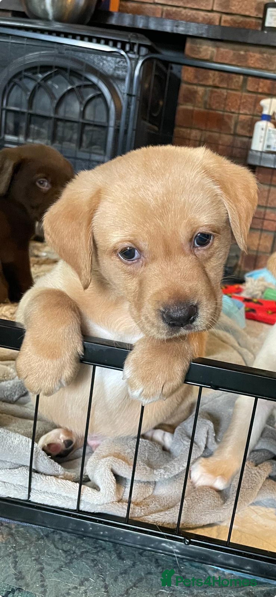 Labrador Retriever dogs for sale: Beautiful Labrador Puppies - Advert 10