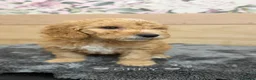 Australian Labradoodle dogs for sale: 6 Australian Labradoodles Pups - READY NOW - Advert 16