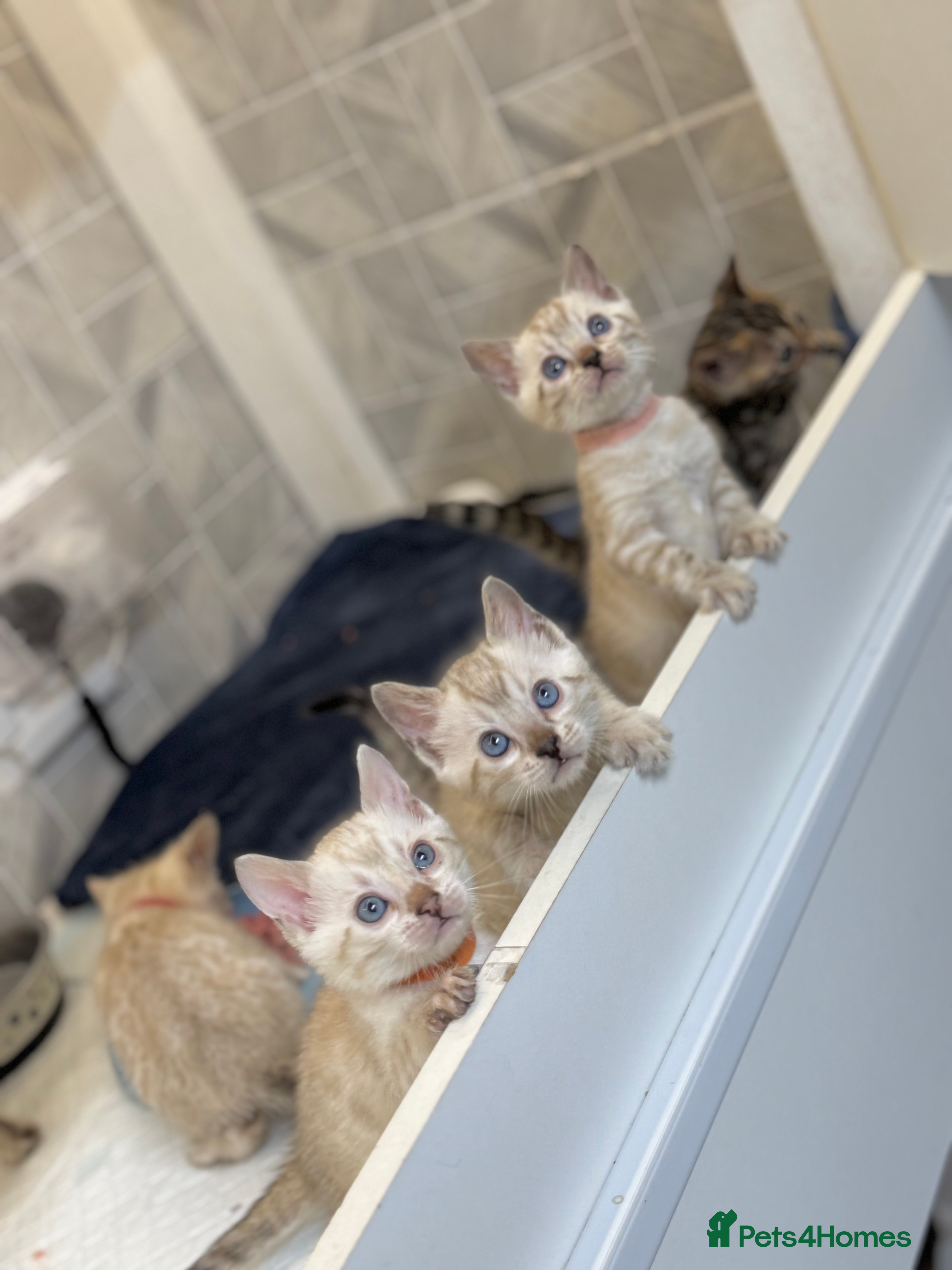 Bengal cats Snow Lynx Bengal Kittens TICA Registered - Advert 10