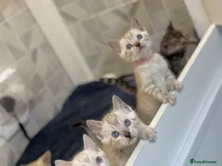 Bengal cats Snow Lynx Bengal Kittens TICA Registered - Advert 10