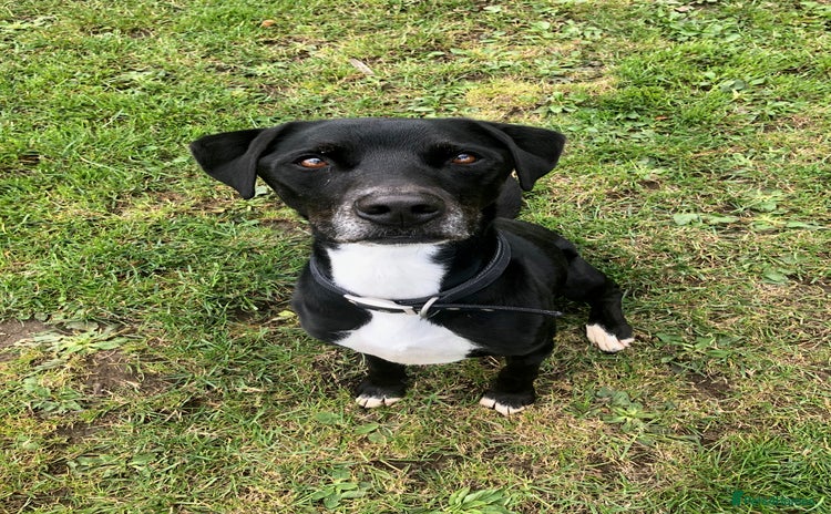 Mixed Breed dogs for adoption - Advert 3