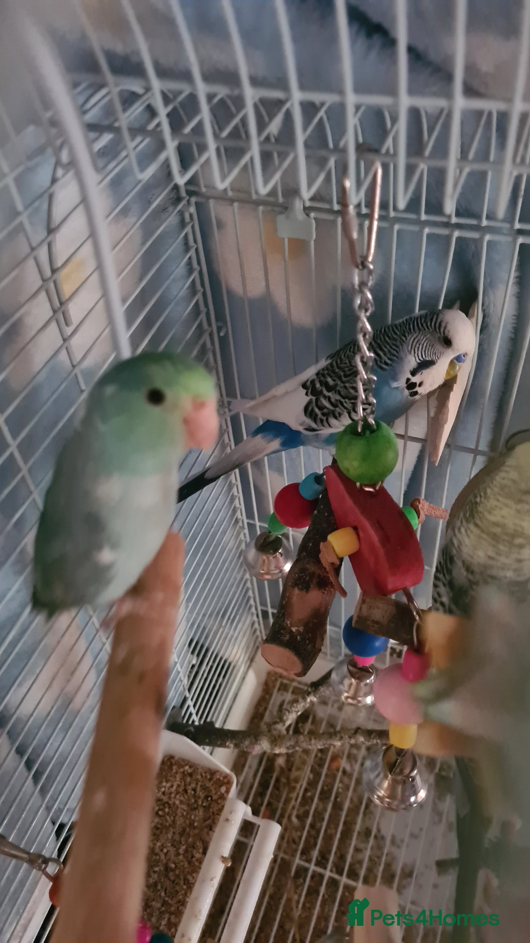 Budgerigars birds for sale: 3 budgies and 1 paralette  - Advert 1