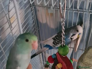 Budgerigars birds 3 budgies and 1 paralette - Advert 1