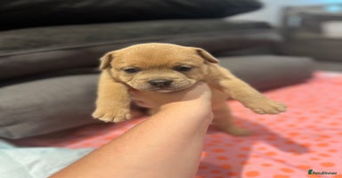 Mixed Breed dogs - Advert 7
