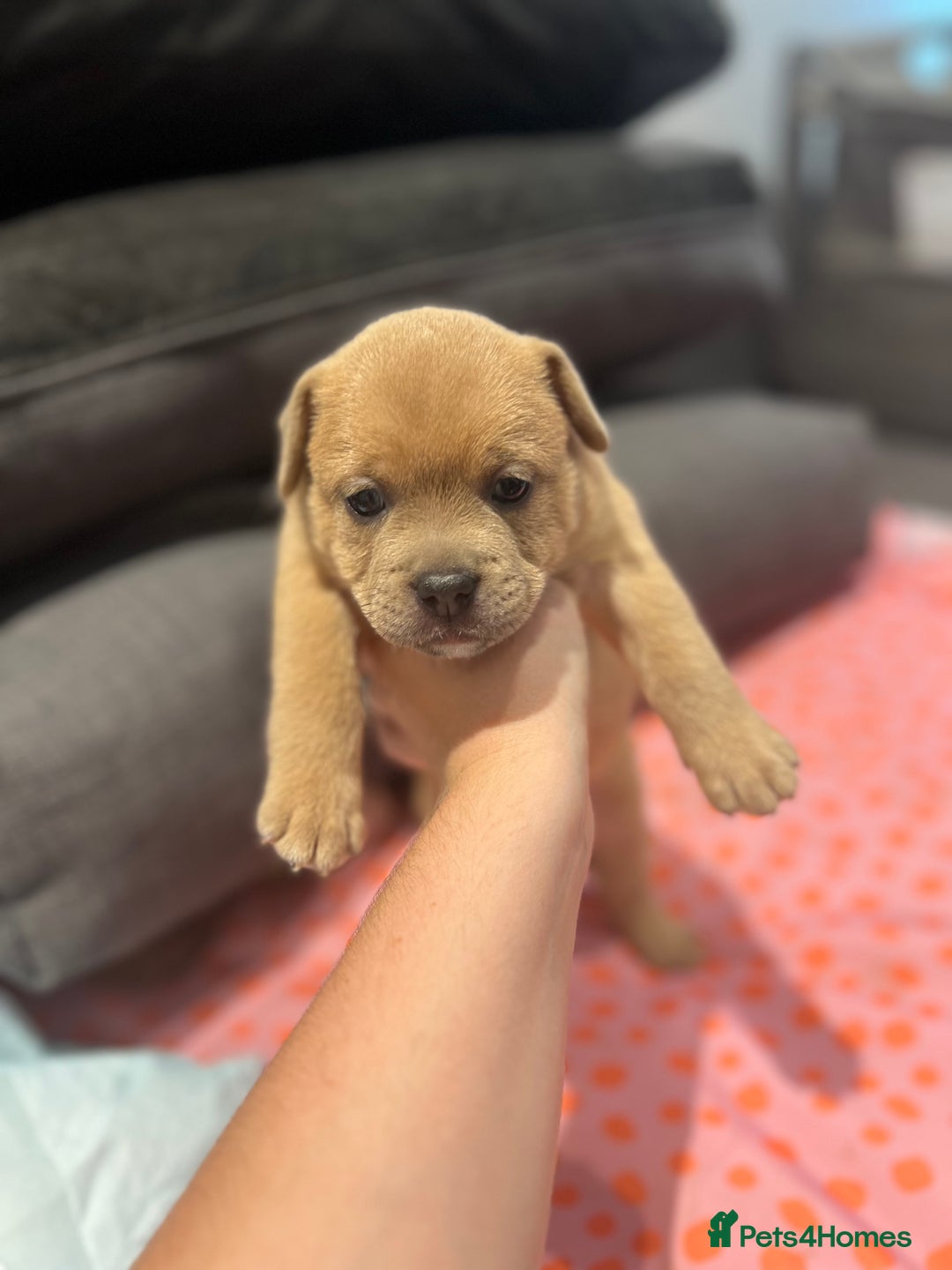 Mixed Breed dogs for sale: STUNNING UNIQUE PUPS 💙💗 - Image 2