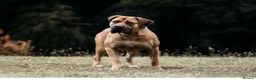 Boerboel dogs for sale: Boerboel puppies - Advert 5