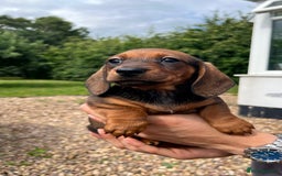 Miniature Dachshund dogs for sale: Top Show Quality KC Miniature Dachshund Puppies - Image 37