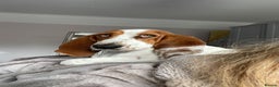Basset Hound dogs for sale: Exceptional KC Basset Hound Puppies Now Available - Advert 11