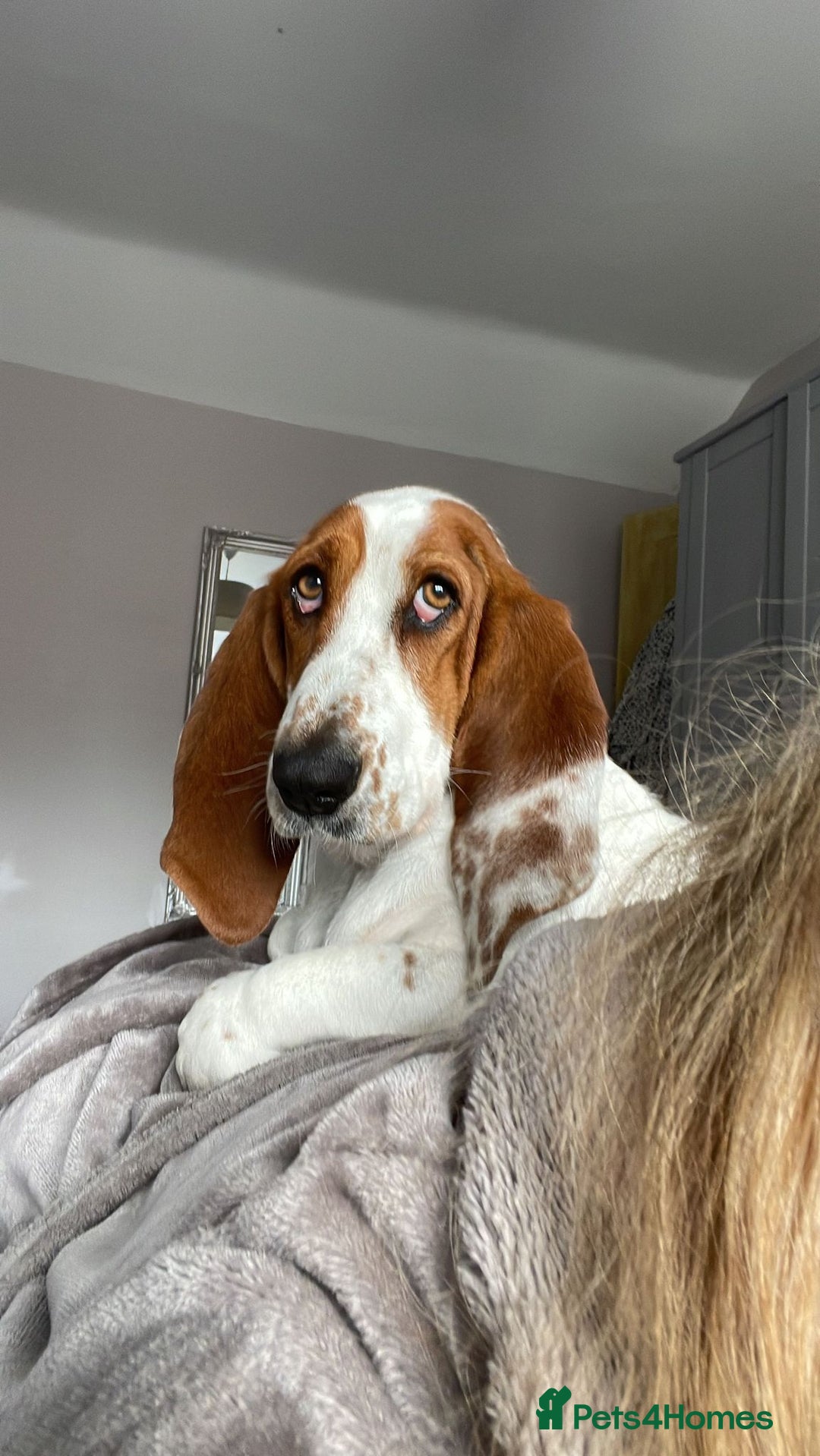 Basset Hound dogs for sale: Exceptional KC Basset Hound Puppies Now Available - Advert 11