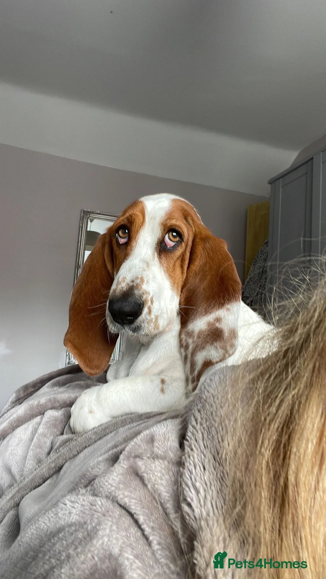 Basset Hound dogs for sale: One Beautiful Basset Hound Pup (Bertha) remaining. - Advert 17