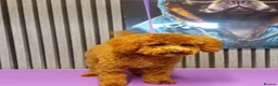 Cavapoo dogs for sale: Last Beautiful cavapoo girl left - Advert 6