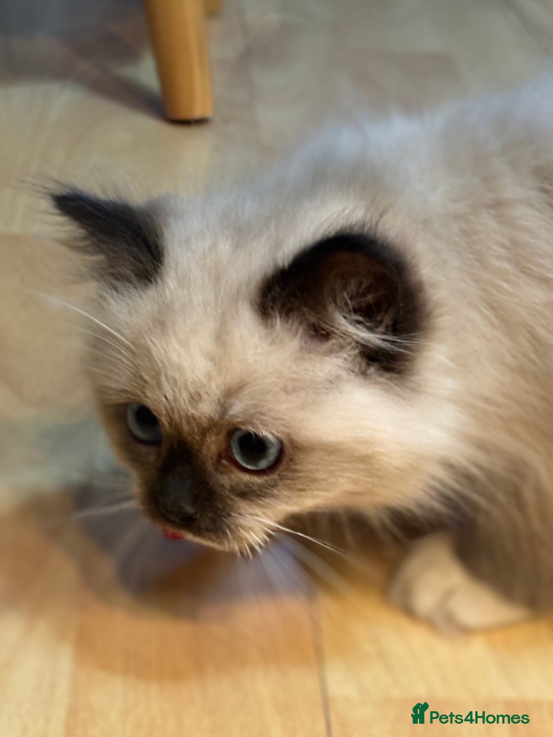 Ragdoll cats for sale: Stunning Ragdoll kittens available now - Advert 8