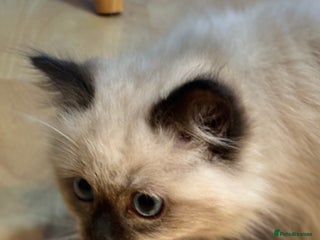 Ragdoll cats Stunning Ragdoll kittens available now - Advert 1