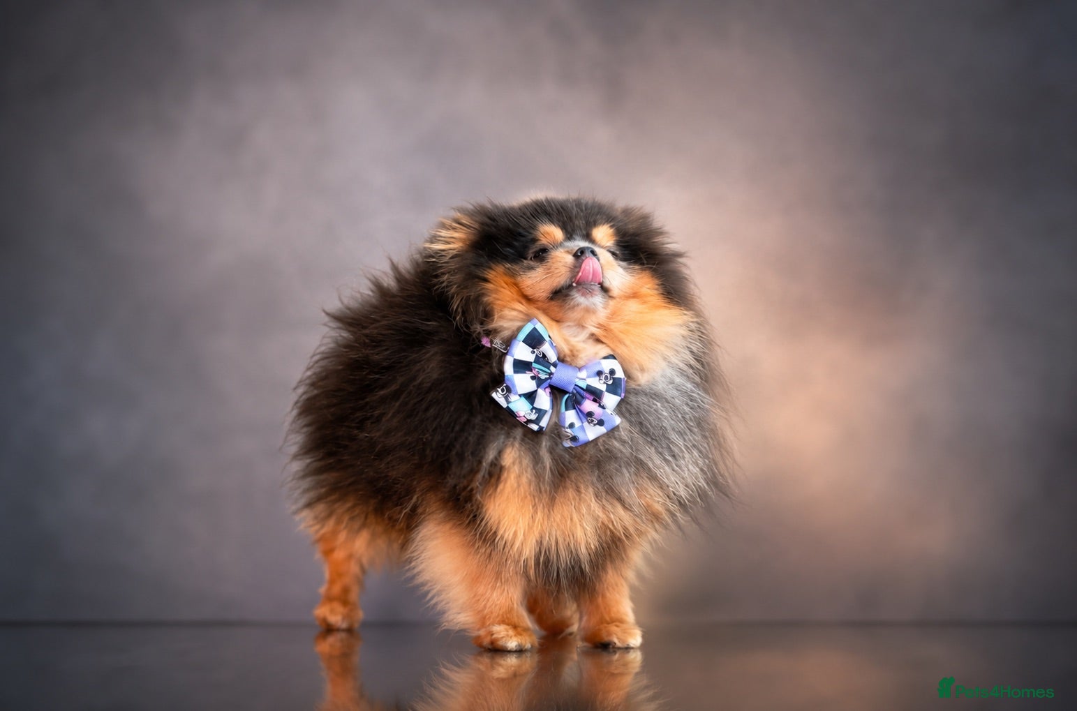 Pomeranian dogs Exclusive show type KC blue and tan stud  - Advert 23