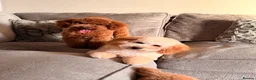 Poochon dogs for sale: Stunning deep red & apricot Poochon puppies - Advert 5