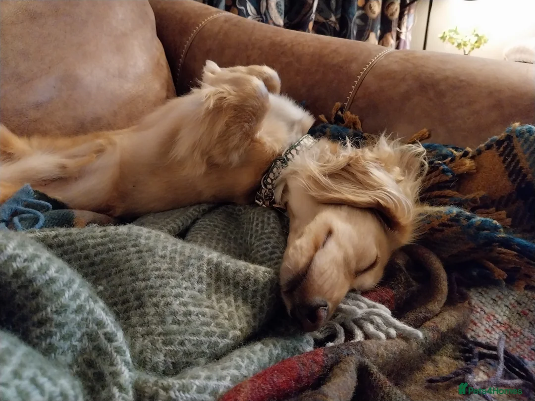 Miniature Dachshund dogs for stud: Stud KC cream long haired miniature dachshund  in Durham - Advert 3