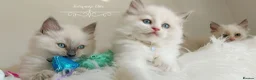 Ragdoll cats for sale: READY😻PURE BEAUTIFUL RAGDOLL 😻😻😻 - Advert 16