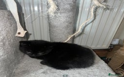 British Shorthair cats for sale: 3 kittens for sale - Advert 8