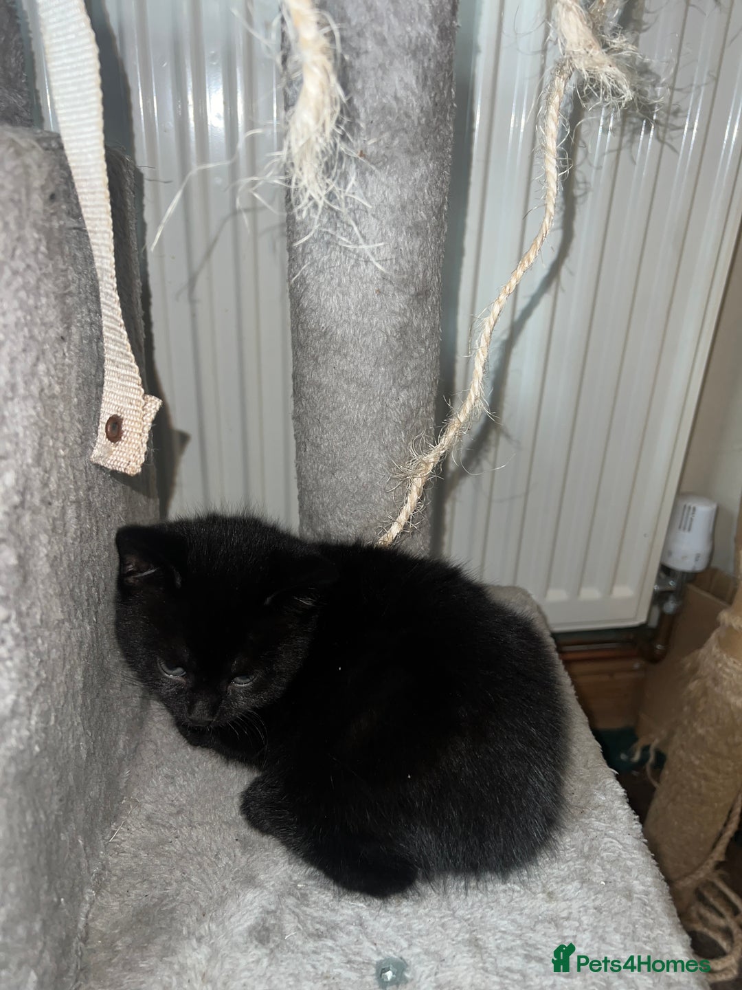 British Shorthair cats for sale: 3 kittens for sale - Advert 8