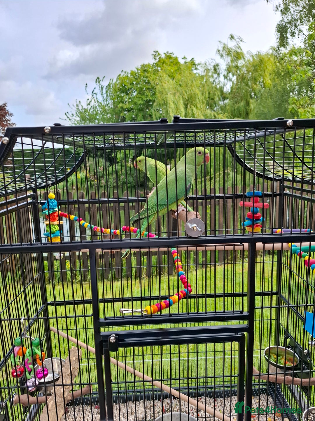 Ringnecks birds for sale: Indian Ringneck Parakeets for sale. - Image 2