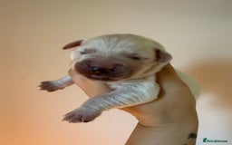 Golden Retriever dogs for sale: KC REG WHITE FULLY HEALTH TESTED PARENTS - Image 5