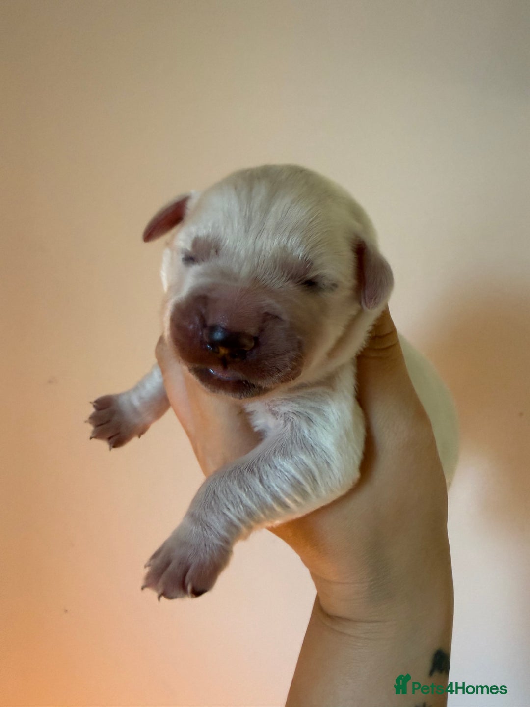 Golden Retriever dogs for sale: KC REG WHITE FULLY HEALTH TESTED PARENTS - Image 5