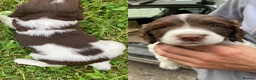 English Springer Spaniel dogs for sale: KC Reg Liver and White English Springer Spaniels - Advert 24