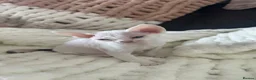 Devon Rex cats for sale: Beautiful Loving Girl Kittens Gorgeous & Cuddly 🌸 - Advert 4