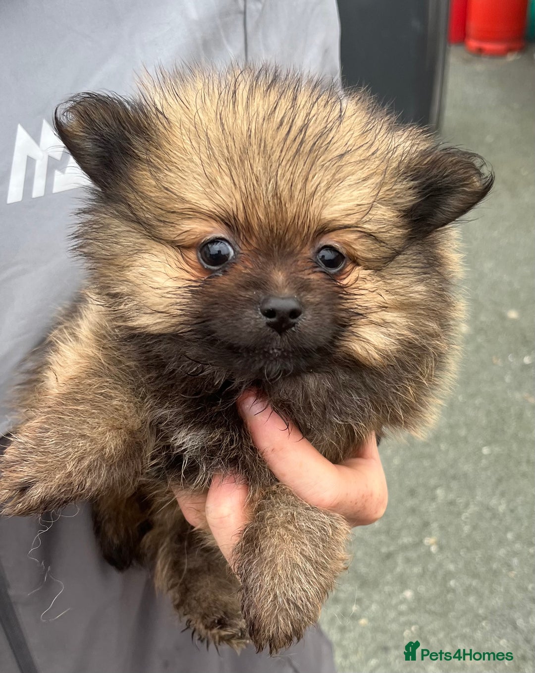 Pomeranian dogs for sale: Pomeranian puppies  - Image 8