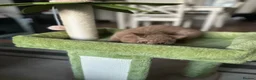 British Shorthair cats for sale: 3 British shorthair boys left  - Advert 8
