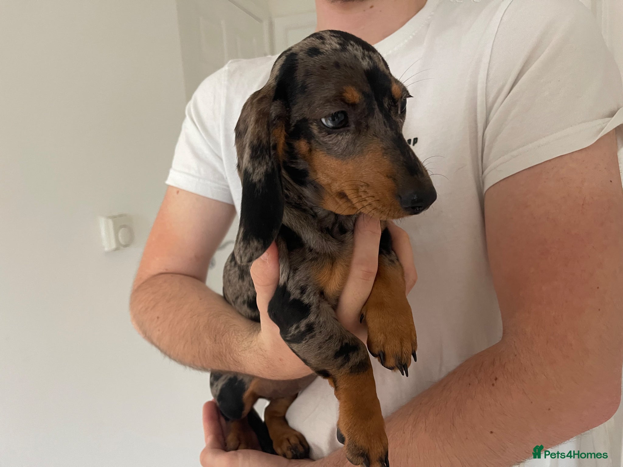 Miniature Dachshund dogs for sale: Female Miniature Dachshund 5 Months old. in Stafford - Advert 3