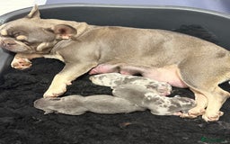 Mixed Breed dogs for sale: French bulldog cross pocket bully puppies  - Image 16