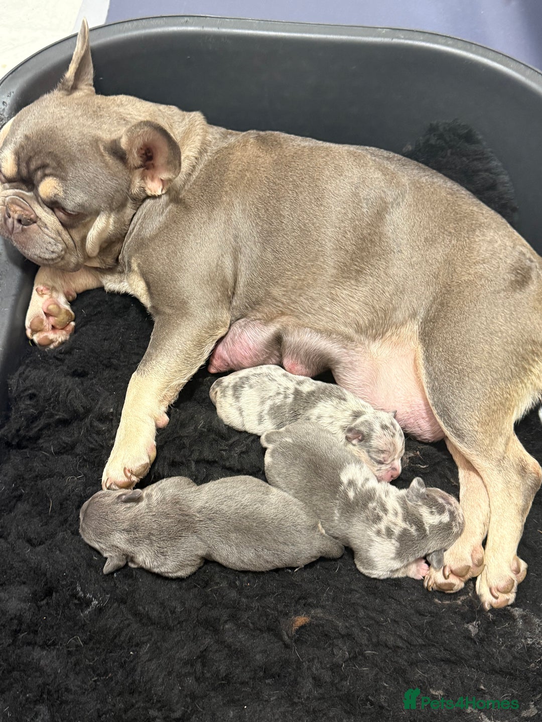 Mixed Breed dogs for sale: French bulldog cross pocket bully puppies  - Image 16