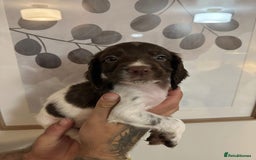 Sprocker dogs for sale: Sprocker puppies  - Image 1