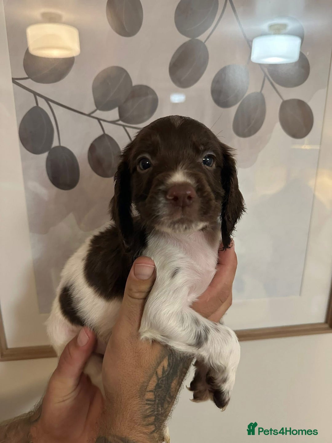 Sprocker dogs for sale: Sprocker puppies  - Image 1