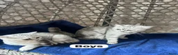 British Shorthair cats for sale: Beautiful British Shorthair - Advert 5
