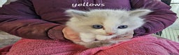 Ragdoll cats for sale: Stunning pure Ragdolls  - Advert 26
