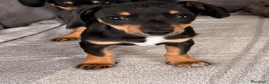 Chiweenie 2