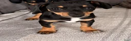 Chiweenie dogs for sale: Gorgeous Chiweenie puppies for sale - Advert 3