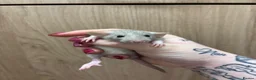 Rat rodents for sale: Gorgeous pedigree dwarf rat pups - Advert 10