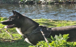 Akita dogs for sale: 11 month female akita. Very big boned - Image 4